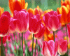 6v3| Colorful Tulips