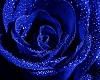 Blue Rose