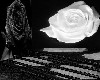 room rose noir & blanche