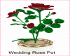 SM Wedding Roses/Pot