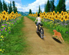 Riding Past Sunflowers