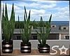 S* 3 Plants