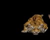 tigre pet