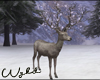 Winter Deer 1