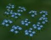 Blue Flower Patch
