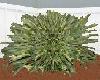 ~LWI~Desert Plant