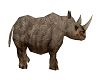 ! Safari Rhino