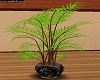 black wall st plant