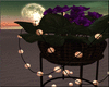 IndiGo Violets Pot