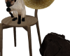 Siamese Cat In Chair