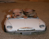 Chihuahua Pups Cruising