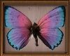 (VK)Butterflies