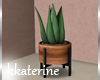 [kk] Time Plant