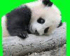 Panda Bear picture 3D