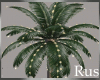 Rus Leaf Palm Tree