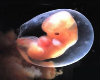 First Stage Embryo