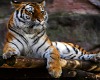 tiger photo shoot
