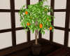 Oranges Tree Pot