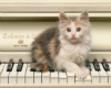 Piano Cat