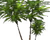 Palm Tree Planter