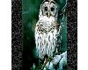ROs OWL PICTURE 24