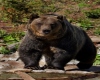 Bear Picture