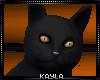 Pumpkin Cat Halloween