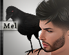 Mel*Shoulder Crow M/F