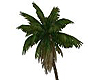 Big Palm 1