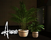 Whispers House Plants