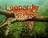 (Asli) Leopard club