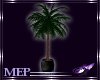 ~ML Indoor Palm~