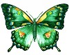 2 butterflies animation