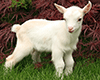 Baby Goat  (R)