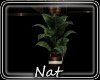 NT Almost Planter 2