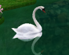 Animated swans