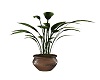 Potted Plant