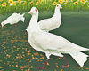 Doves \ Birds Animated