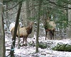  A Pennsylvania Elk
