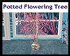Potted Flowering Tree