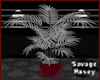 Reasora Large Plant