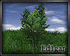 (ED1)Tree-18