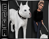 ◇PitBull White + sound