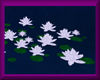 Water Lilies *white*