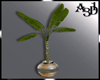 A3D*Turkish Pot Palm