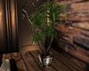 ♫C♫ Country plant