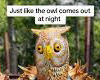 .NIGHT OWL DANCES.PEW!
