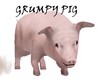 C* GRUMPY PIG
