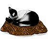 black-white cat /brown