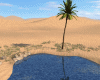 Desert Oasis (SY) *